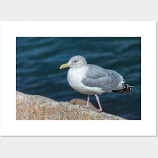 Seagull On The Breakwater Wall Posters and Art